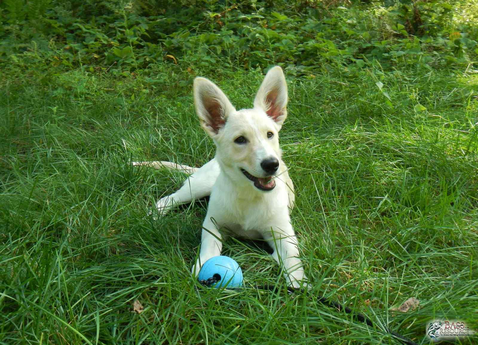 large.483056698_KYAPuppywhiteshepherdmix.jpg.64d6e8c14ed2b959390f2f33d9e57bfb.jpg