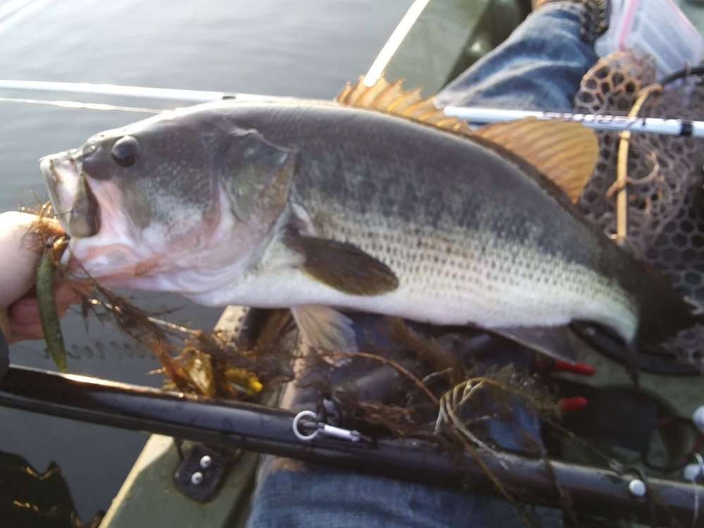 rsz_20200917_074703.thumb.jpg.23d84f5b3b85df7f6487b89da67d77c6.jpg