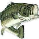 Coolangler101263