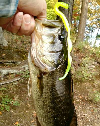 865562343_BassRibbonTailWorm_sm.jpg.235924f5c89def25258b11838e7c12e2.jpg
