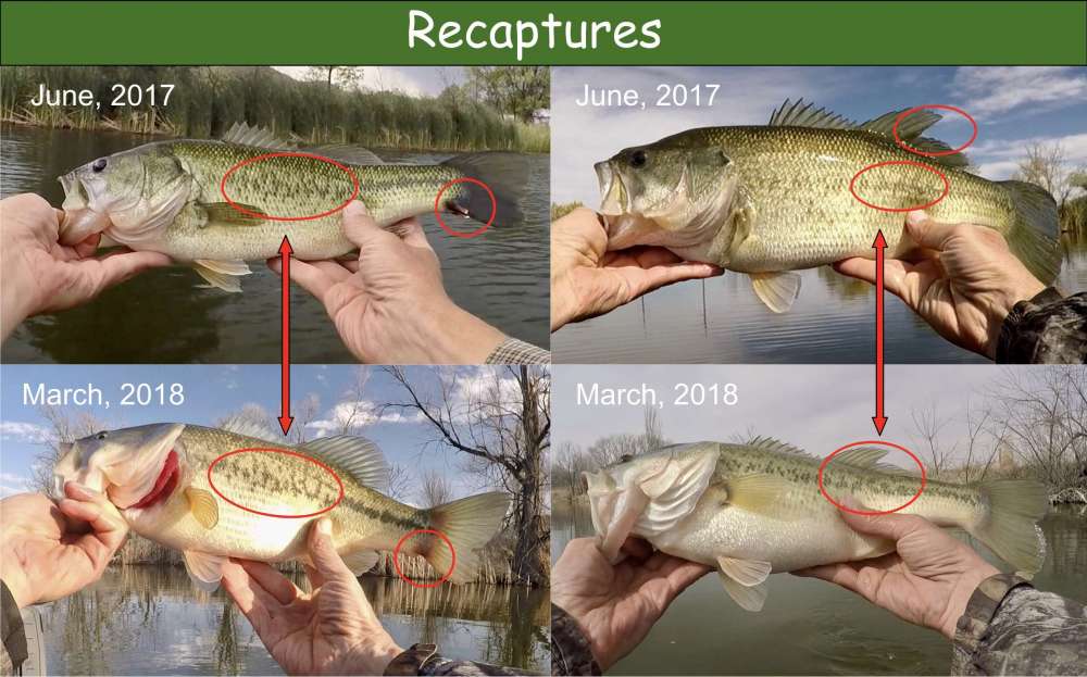 Recaptures.thumb.jpg.fb619c414c97807622727e3e4498e2ac.jpg