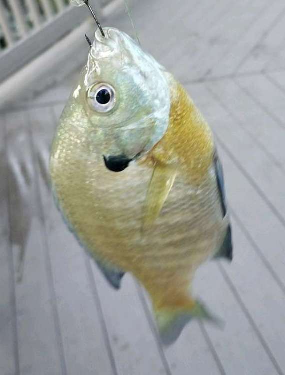 Screenshot_20201008-113445_Fishbrain.jpg