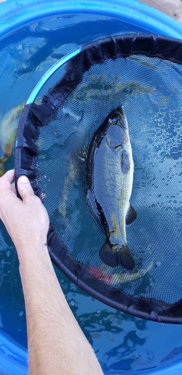Koi pond bass 11-17-20.jpg