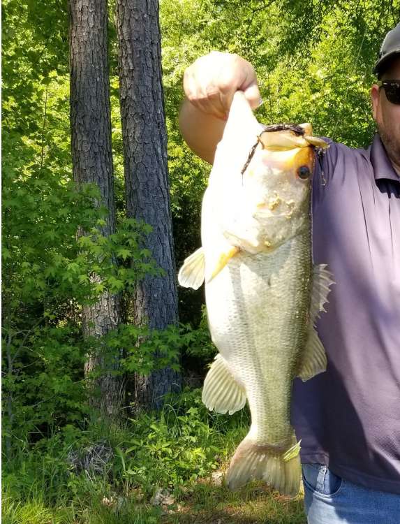 NoStripeBass.jpg
