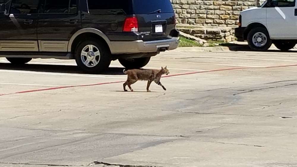 bobcat.thumb.jpg.7a7fed9654f6d436669e6a1e0cfad2a3.jpg