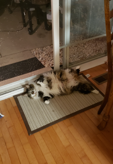 cat2.PNG.c38181f330653afbda0c7ab6f098117c.PNG