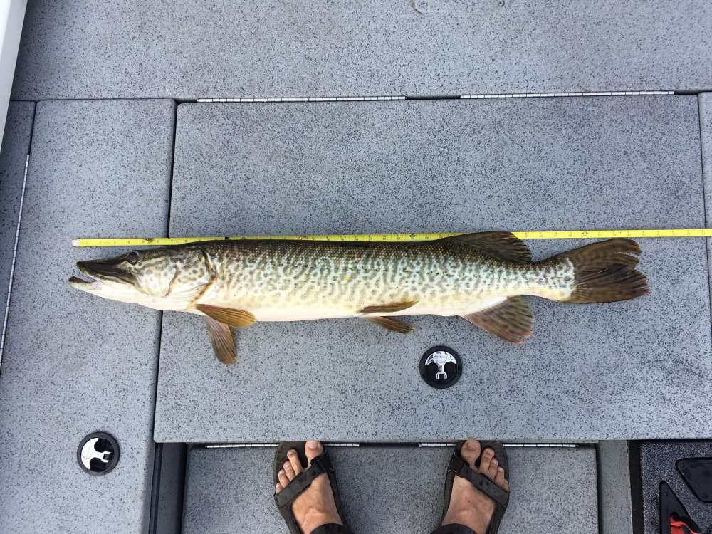 tiger muskie length.jpg