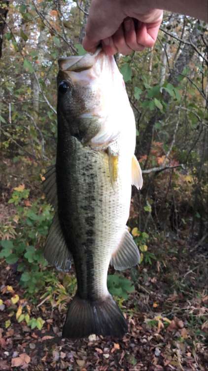 bass2.jpg