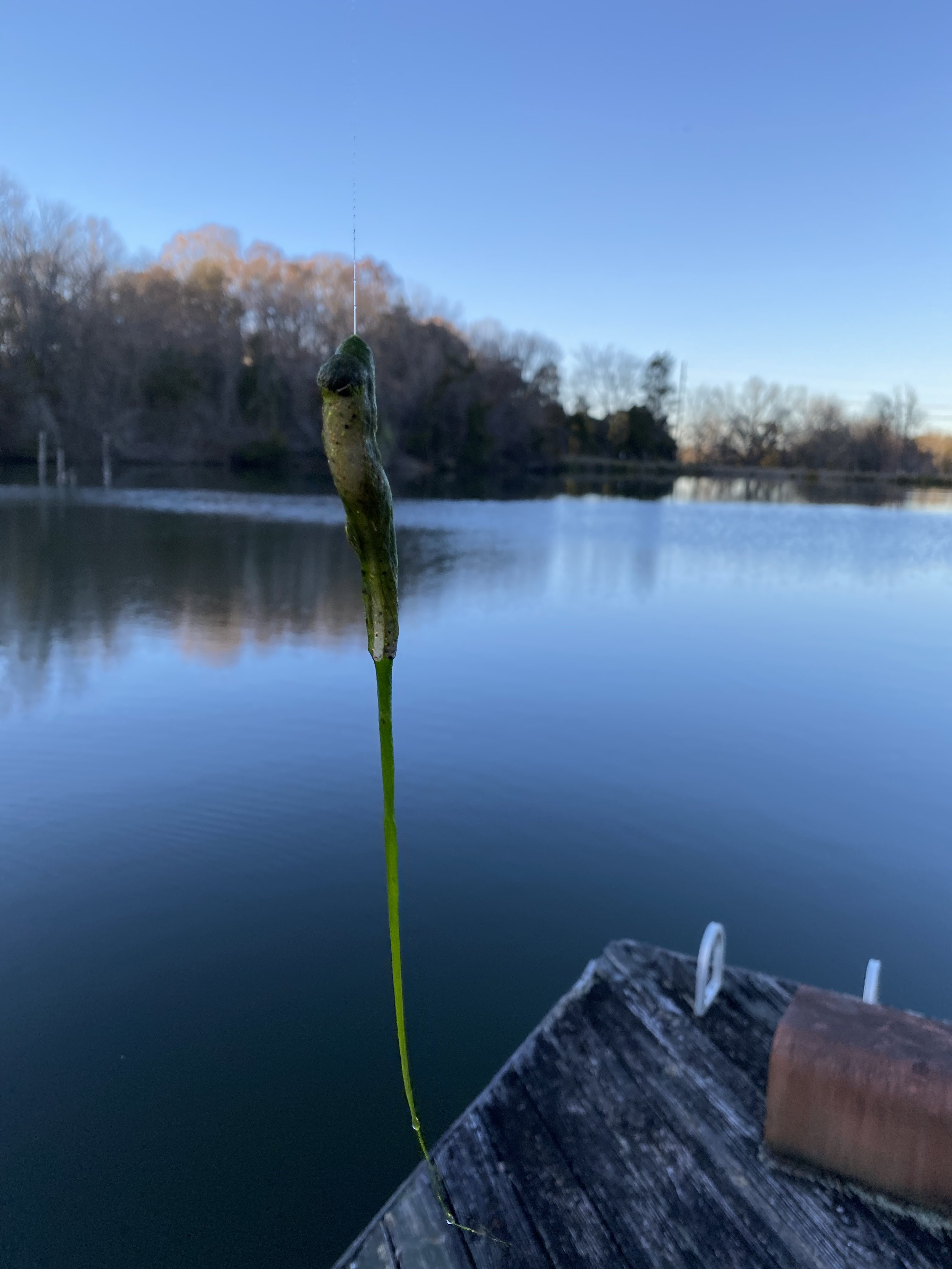 Pond grass identification help (Mississippi) - Southeast Bass