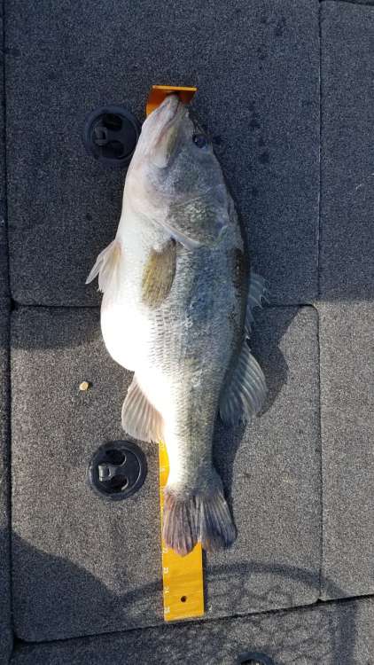 Konawa 1-9-21 7 lb 1 oz.jpg