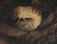 image.png.db33d3c1a081e1c8b5a9f58f102535bd.png