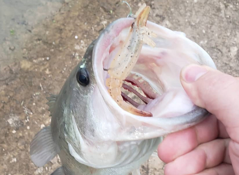 shrimp.jpg.bbce8900a7a3fa4b493c89277a164f9a.jpg