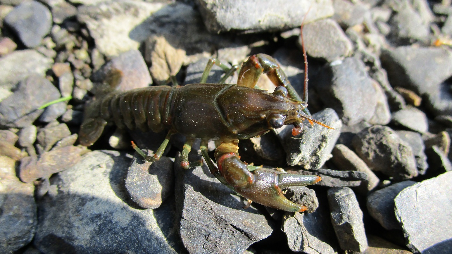 Crayfish Color in New England - Northeast Bass Fishing - Bass Fishing Forums