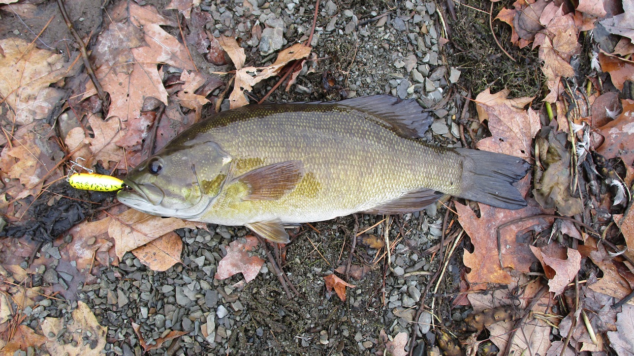 How big is my Small Mouth bass? - Smallmouth Bass Fishing - Bass Fishing  Forums