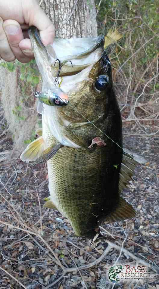 Catches