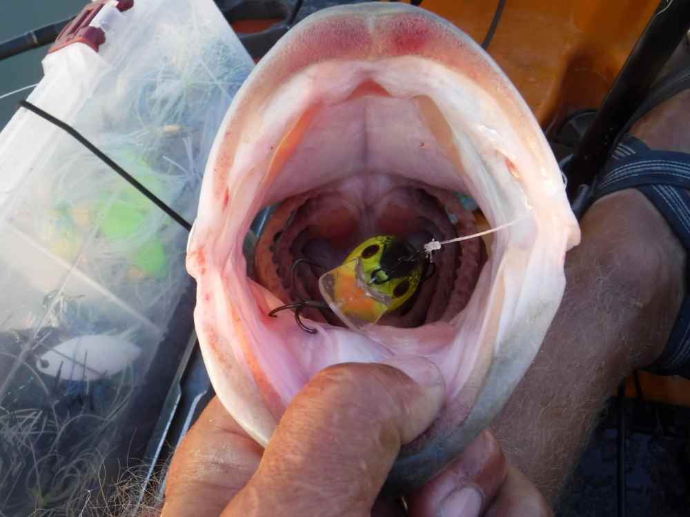 5.5 pound bass eats  crankbait Chapala March 9 2021.JPG
