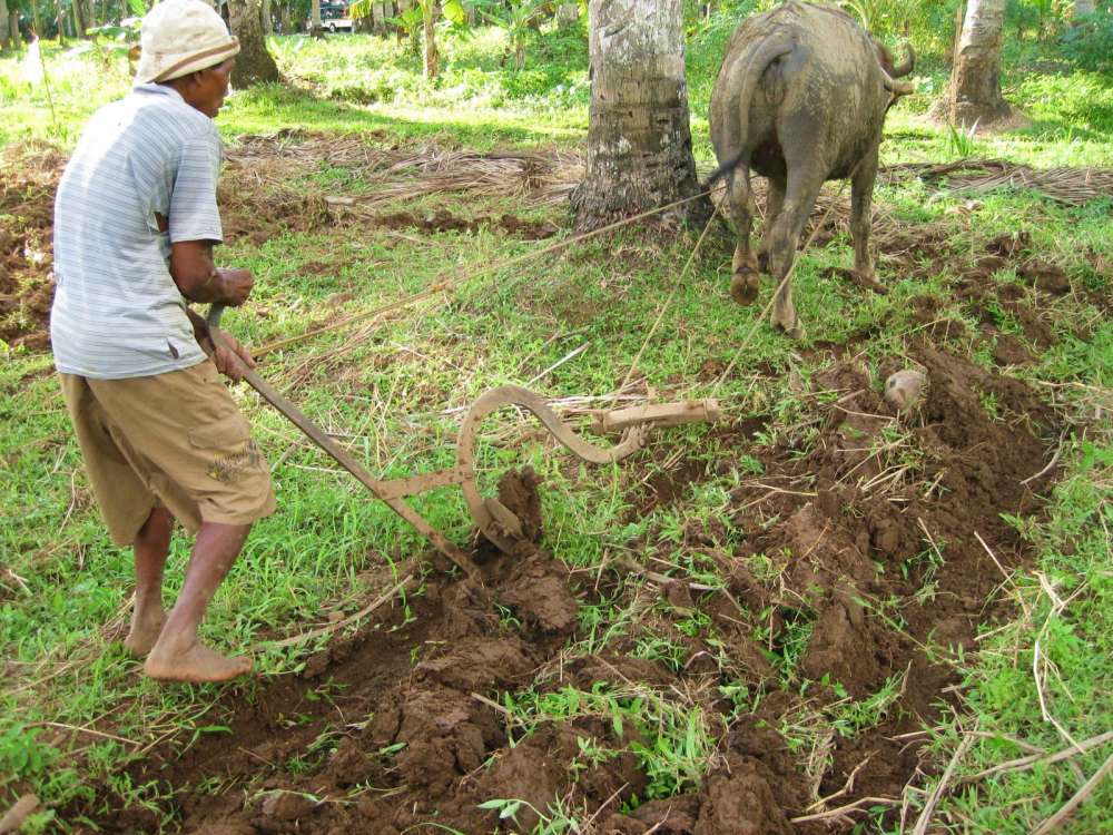 dipolog farming 081.JPG