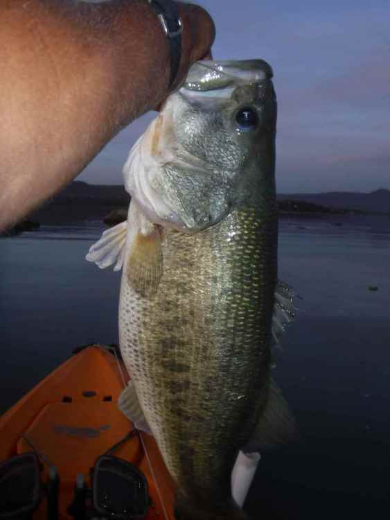 8.3 pound Japala bass March 9 2020.JPG