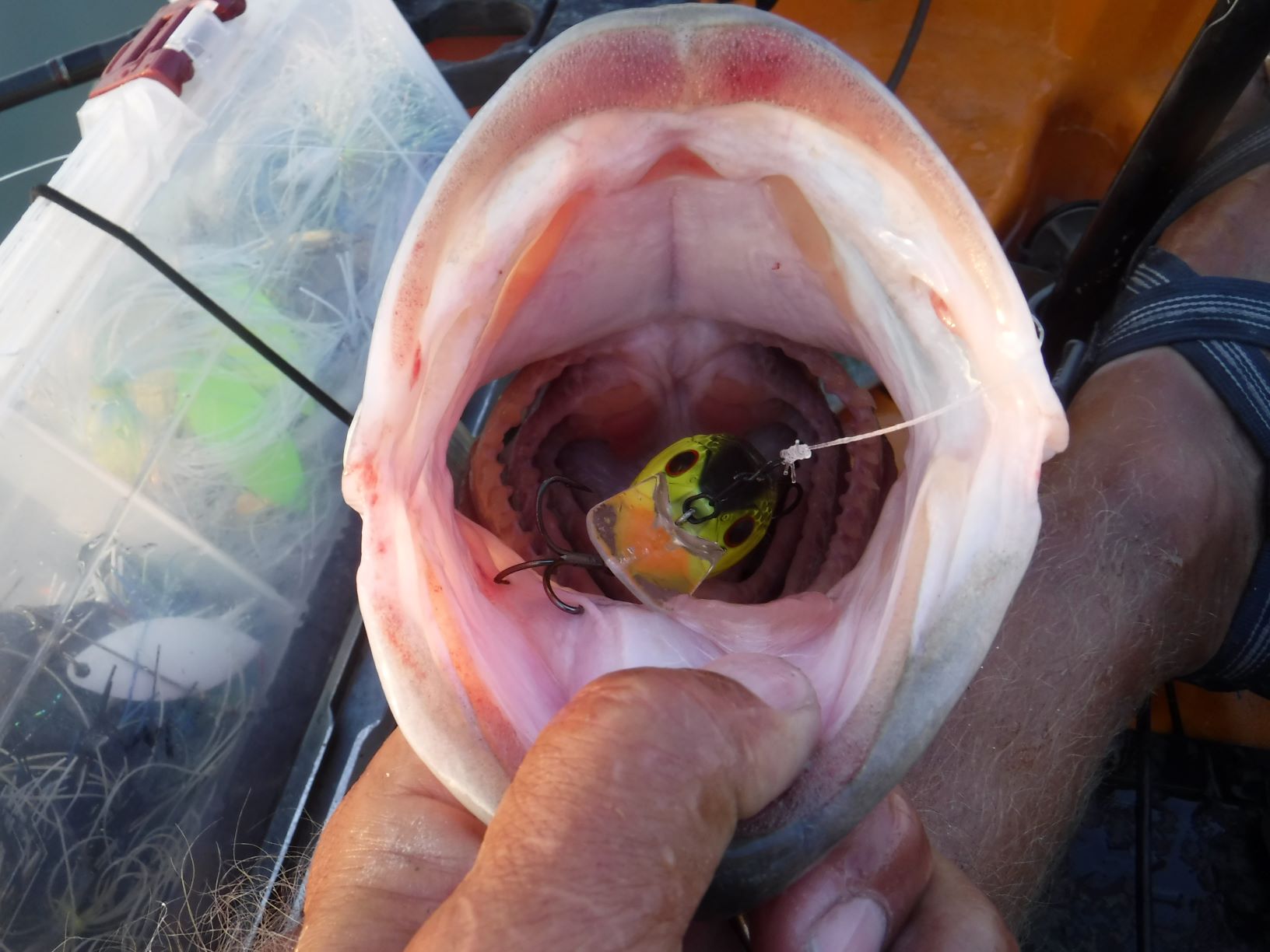 1698700696_5.5poundbasseatscrankbaitChapalaMarch92021.JPG.cad493519faba952592037edf41be1b1.JPG