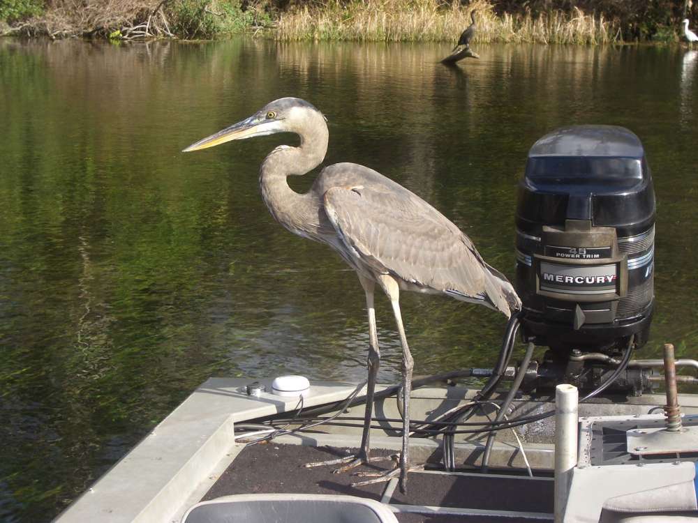 Great Blue Heron2.jpg