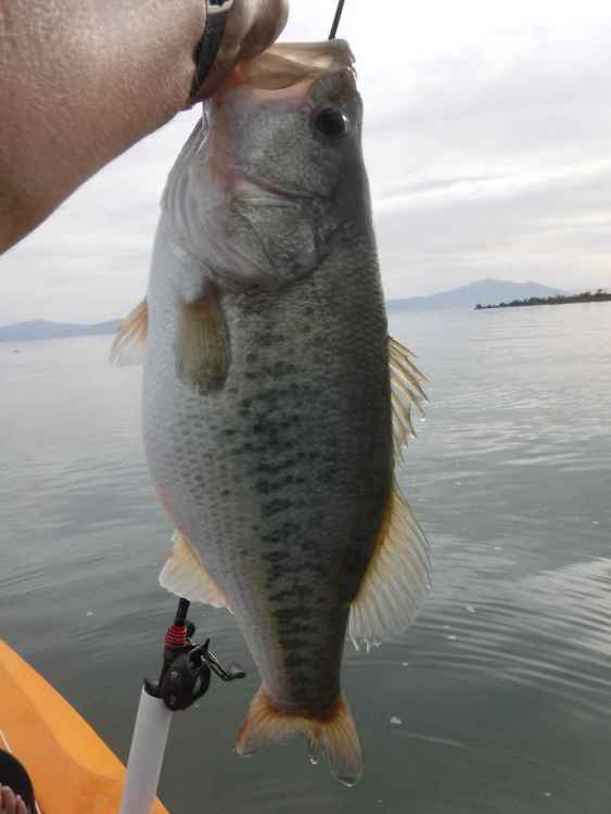 5.5 pound Chapala bass March 9 2021.JPG