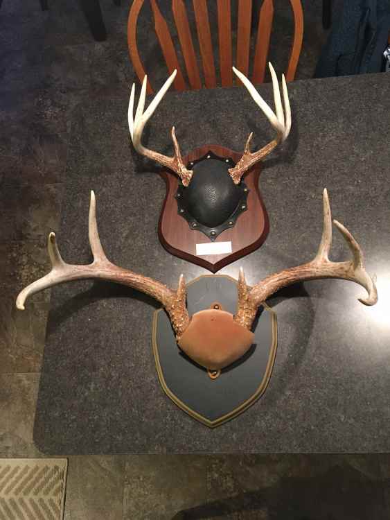 antler mounts.jpg