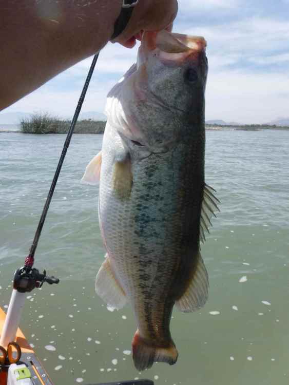 5.6 pound Chapala bass March 9 2010.JPG
