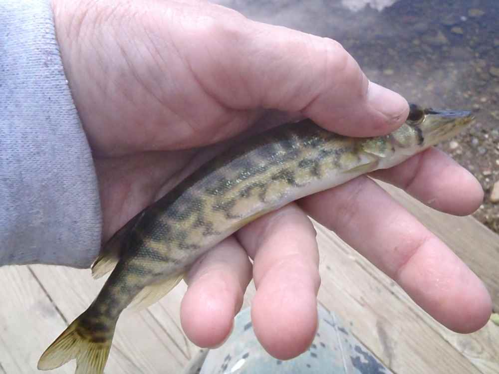 1249788209_GrassPickerel.thumb.jpg.656ee5b450d4f878bc7df17cced5591c.jpg