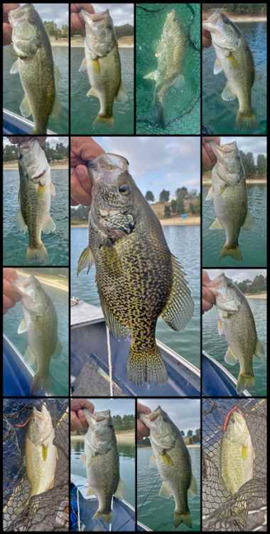 Angler's Dozen_001a.jpg