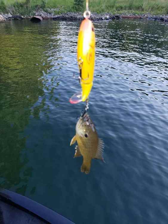 1620501856_lilfish.thumb.JPG.9c265bde9d1474f65fc3ff5498b3f9cc.JPG