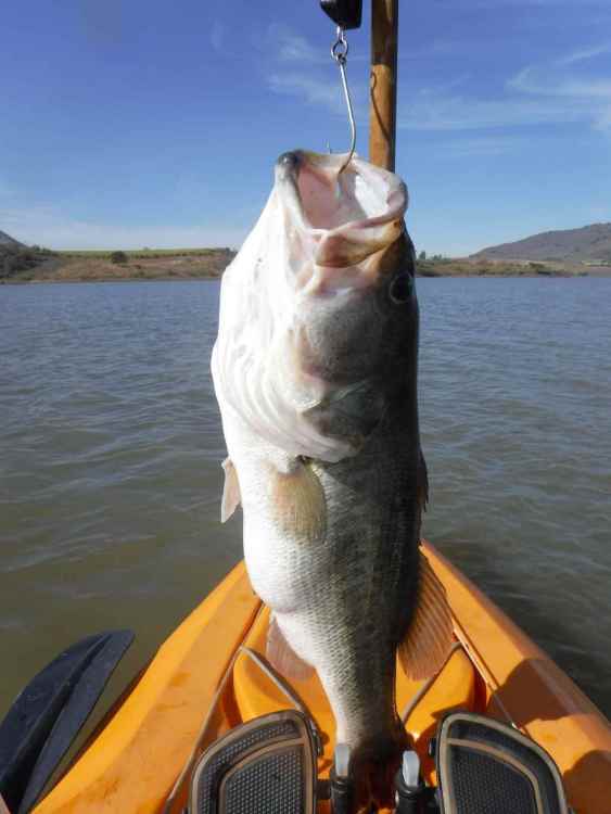 April 22 2021 bass 10 pound lake.JPG