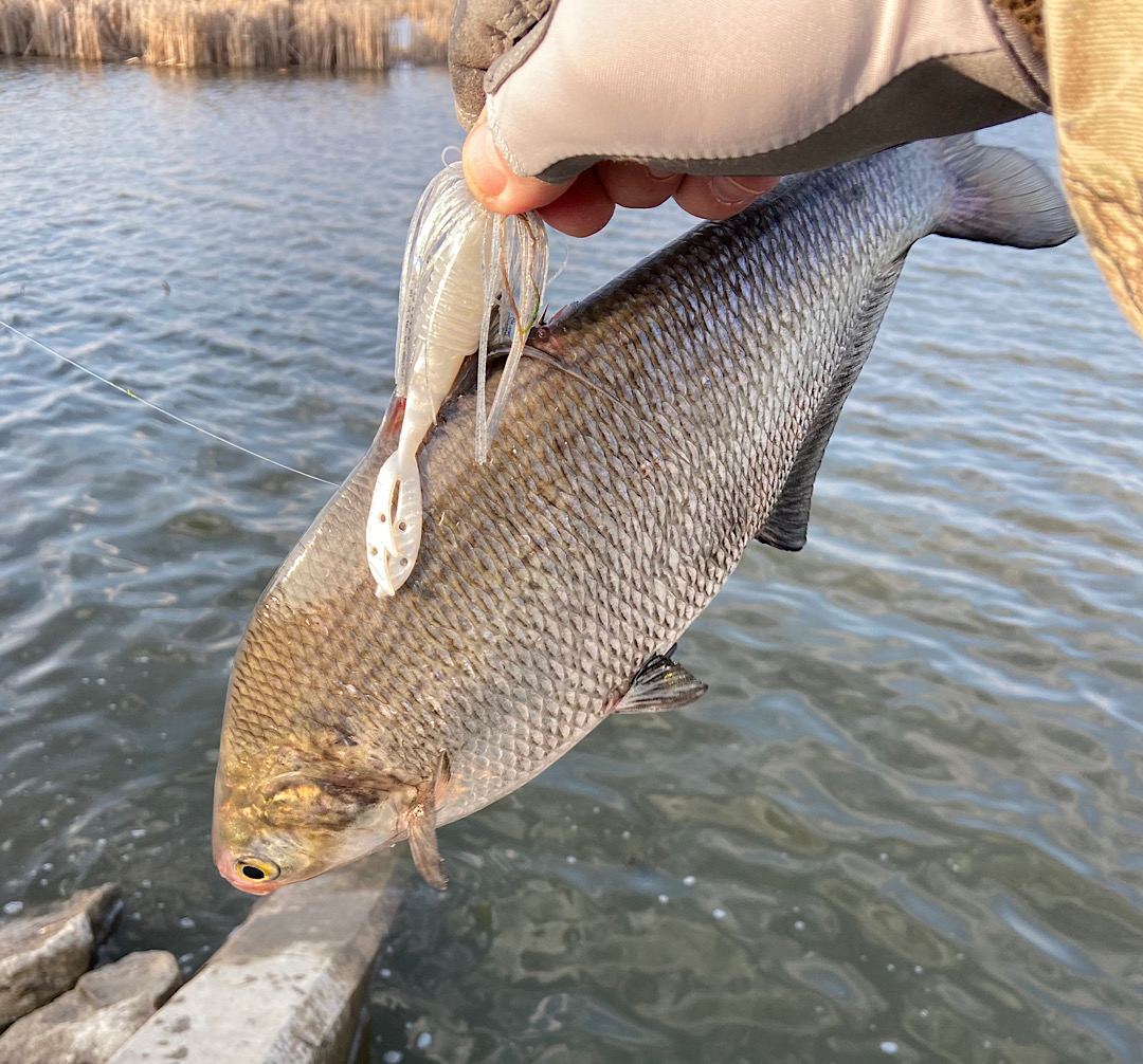 Giant Shad - Other Fish Species - Bass Fishing Forums