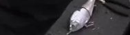 bait.png.55dbd5df01aa9e290dd8e0b8ad360d34.png
