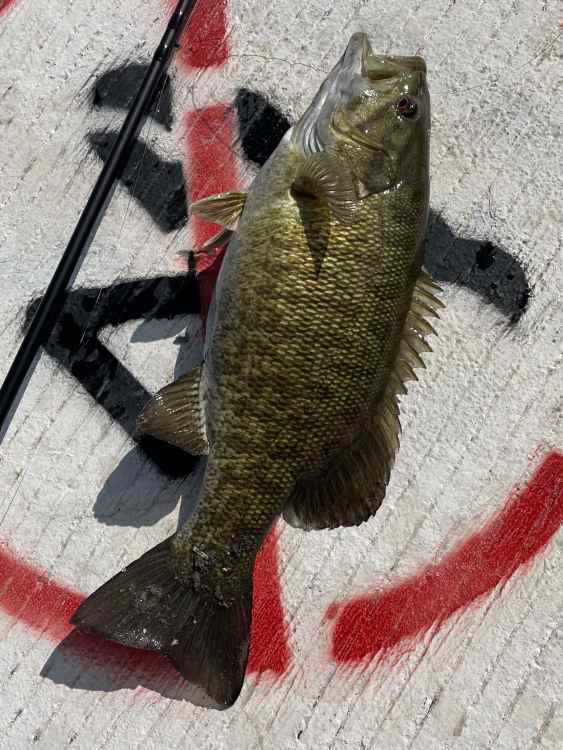 fish.jpg