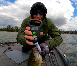 5 lb Brown Bass