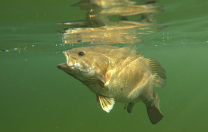 Lake Menderchuck Release ~