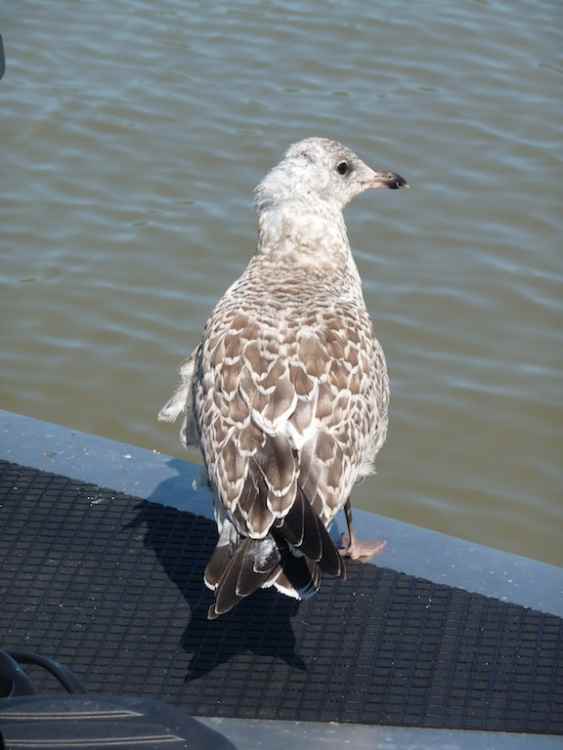 young gull.jpg
