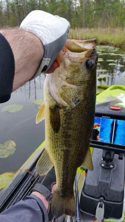 210516_lwabFish.thumb.jpg.68ec7d862283029ea0b428e984d5ec88.jpg