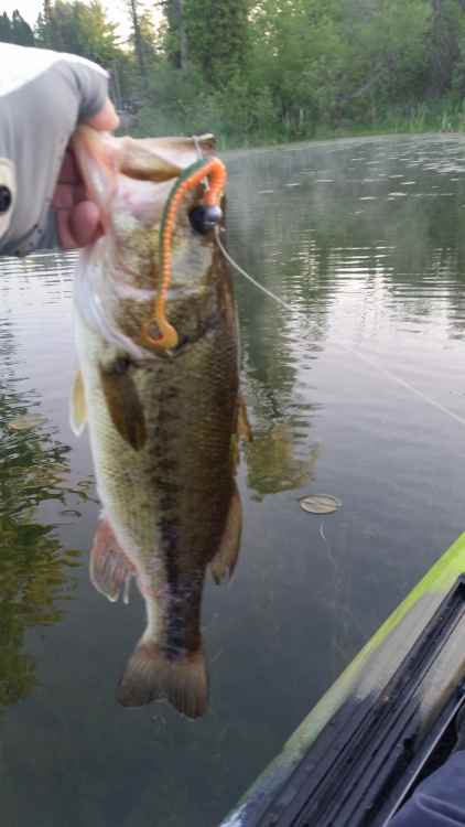210527_Phenombass.thumb.jpg.8ad2f73cd4cbbc80159da6ad49e6b2fc.jpg