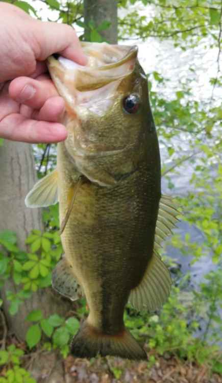 Screenshot_20210520-233316_Fishbrain.jpg