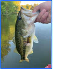 bass.png.3f7f0d604fc48a2a0dc6ae1a80b82b5f.png