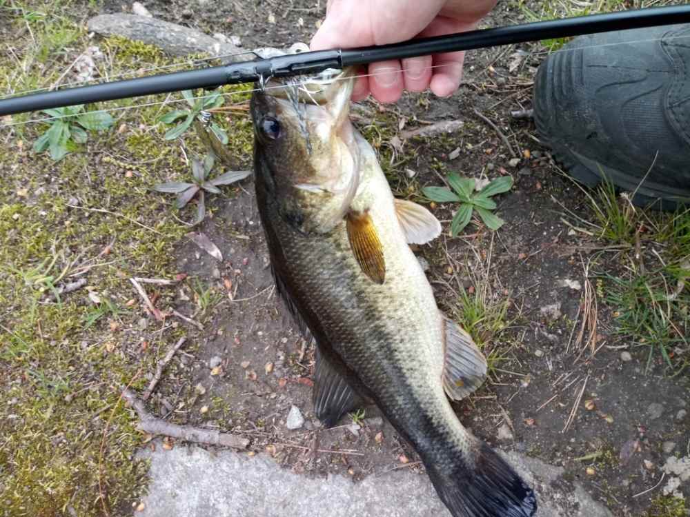 lmb.jpg