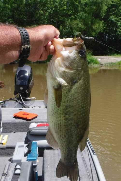 1122679769_62321bass.thumb.jpg.f0915466e77c221dc74b49d2882fcfaa.jpg