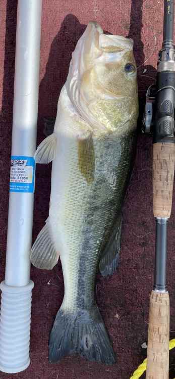 swim jig lil.jpg