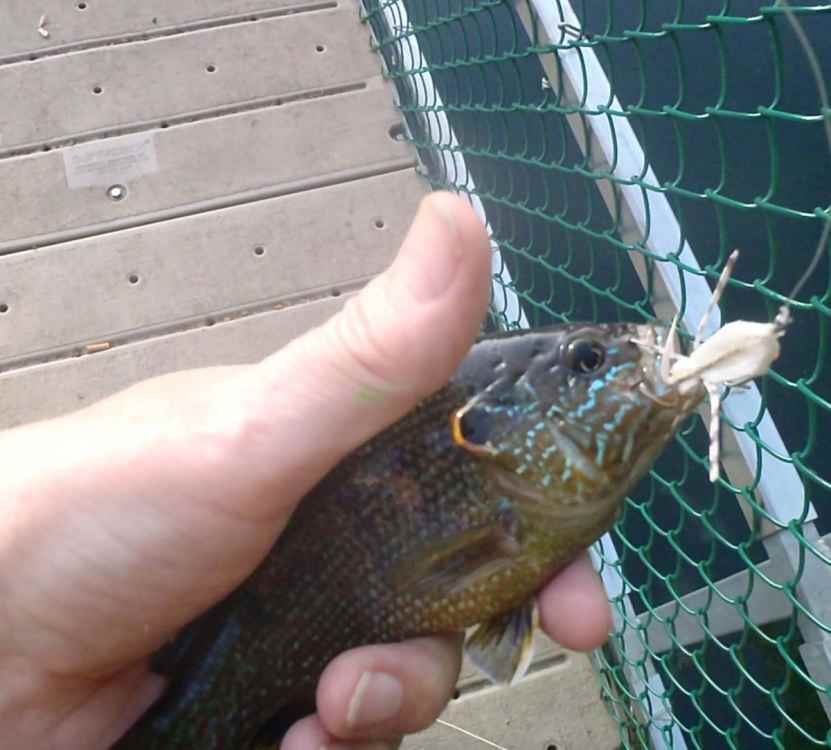 1924752199_GreenSunfish_2.thumb.jpg.1c1e2117ae0055cc98504ff74e8c76c7.jpg