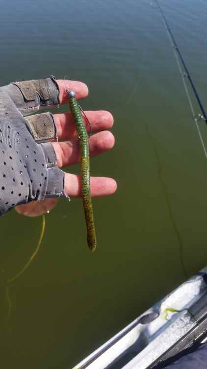 210601_OneWorm.thumb.jpg.fea4061ec3b69adabb38f0b4976a81d5.jpg
