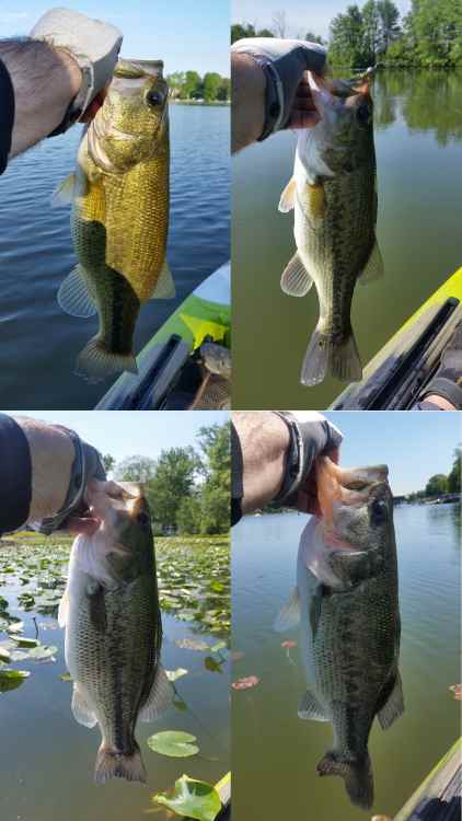 210601_post-MemorialBass.thumb.jpg.407a34e015c4cf261877a5f127655810.jpg