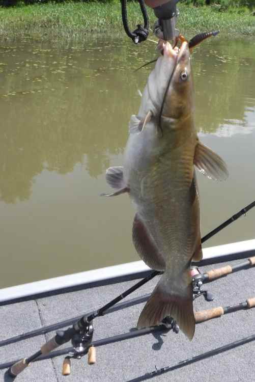 2133547351_21catfish.thumb.jpg.614d7f13ae1a914eaf67ccac800b39b5.jpg