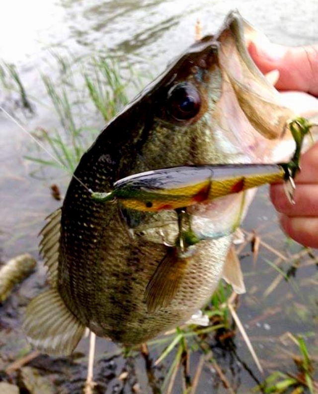 Help IDing a lure - Fishing Tackle - Bass Fishing Forums