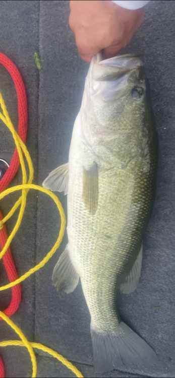 jig fish.jpg